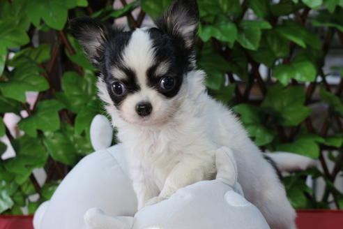 成約済の京都府のチワワ(ロングコート)-73692の4枚目