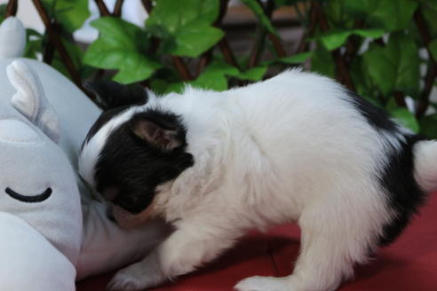 成約済の京都府のチワワ(ロングコート)-73692の3枚目