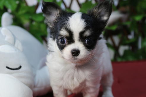 成約済の京都府のチワワ(ロングコート)-73692の2枚目