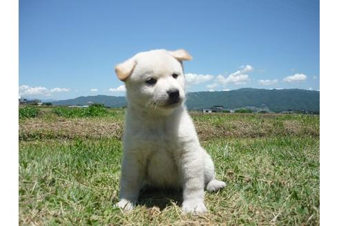 成約済の長野県の柴犬-73232の1枚目