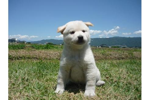 成約済の長野県の柴犬-73232の3枚目