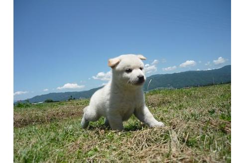 成約済の長野県の柴犬-73232の2枚目