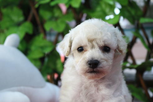 成約済の京都府のトイプードル-73713の1枚目