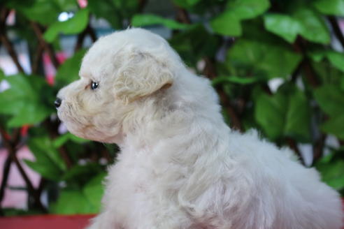 成約済の京都府のトイプードル-73713の7枚目