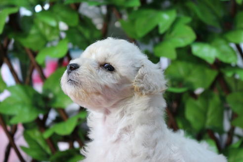 成約済の京都府のトイプードル-73713の6枚目