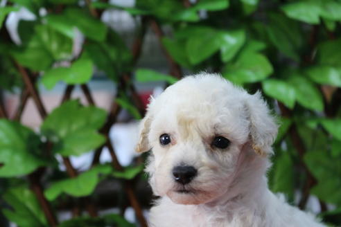 成約済の京都府のトイプードル-73713の5枚目