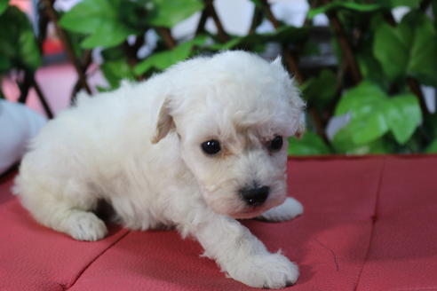 成約済の京都府のトイプードル-73713の4枚目