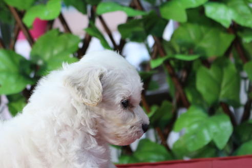 成約済の京都府のトイプードル-73713の3枚目