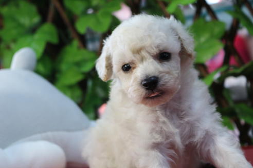 成約済の京都府のトイプードル-73713の2枚目