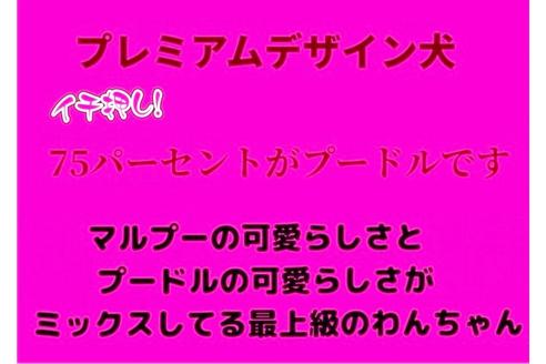 成約済の秋田県のマルプー:マルチーズ×トイプードル-73017の6枚目