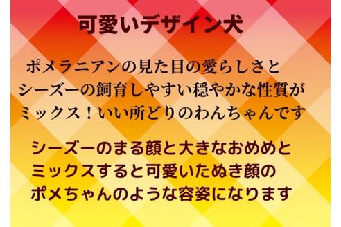成約済の秋田県のミックス犬-73390の6枚目