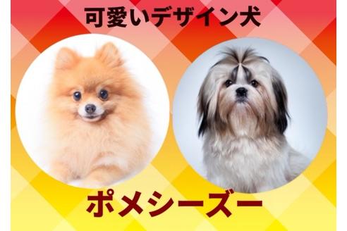 成約済の秋田県のミックス犬-73390の5枚目