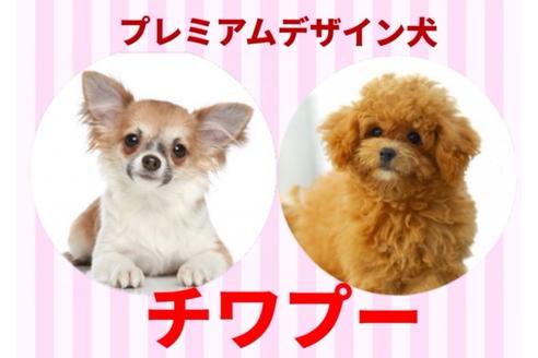 秋田県のチワプー 女の子 19 05 29生まれ しつけ済子犬販売 お顔のかわいい極上プレミアムデザイン犬 のみをご紹介 子犬id ブリーダーナビ
