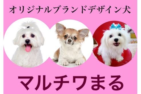 成約済の秋田県のチワマル:チワワ×マルチーズ-73014の2枚目