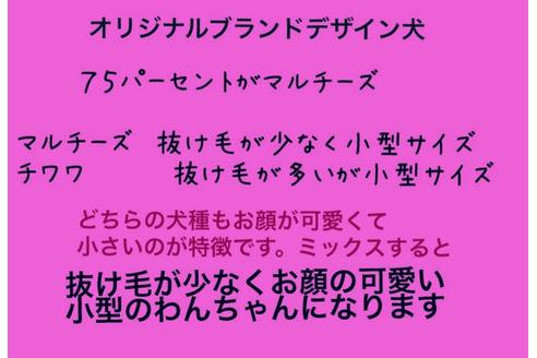 成約済の秋田県のチワマル:チワワ×マルチーズ-72053の3枚目