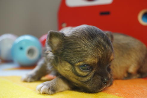 成約済の茨城県のチワワ(ロングコート)-73768の5枚目