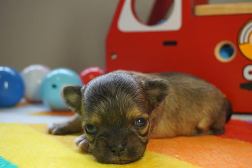 成約済の茨城県のチワワ(ロングコート)-73768の4枚目