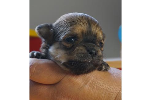 成約済の茨城県のチワワ(ロングコート)-73773の5枚目