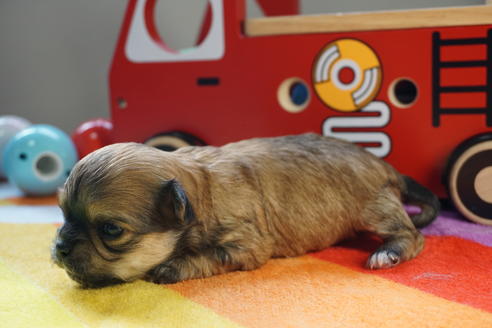 成約済の茨城県のチワワ(ロングコート)-73773の4枚目