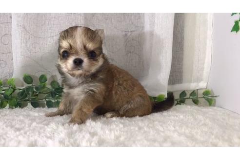 成約済の香川県のチワワ(ロングコート)-73777の3枚目