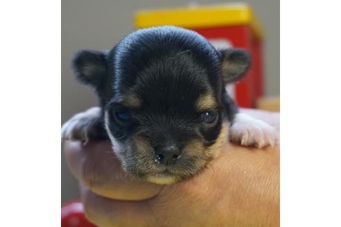 成約済の茨城県のチワワ(ロングコート)-73779の4枚目