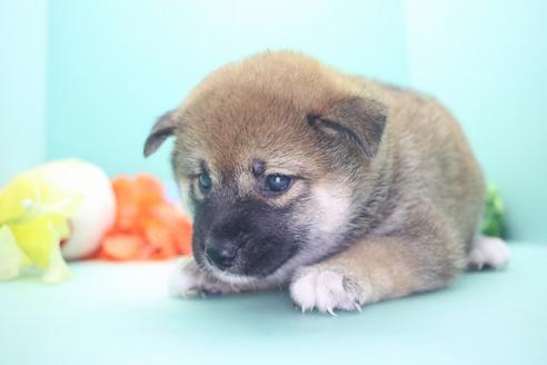 成約済の愛知県の柴犬-73060の1枚目