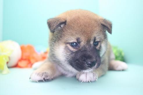 成約済の愛知県の柴犬-73060の5枚目