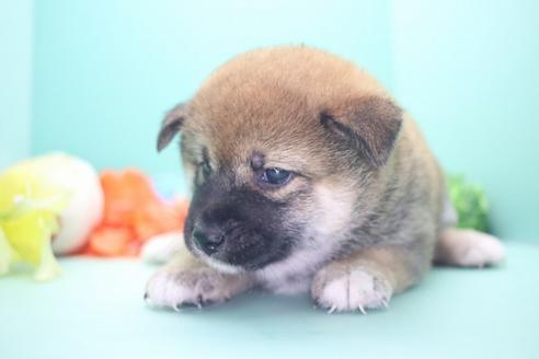 成約済の愛知県の柴犬-73060の4枚目