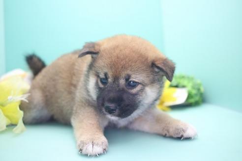 成約済の愛知県の柴犬-73060の3枚目