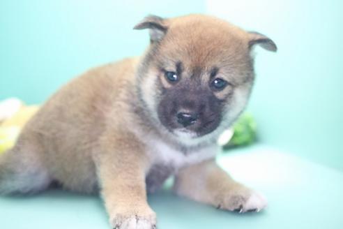 成約済の愛知県の柴犬-73060の2枚目