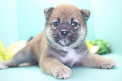 成約済の愛知県の柴犬-73062の1枚目