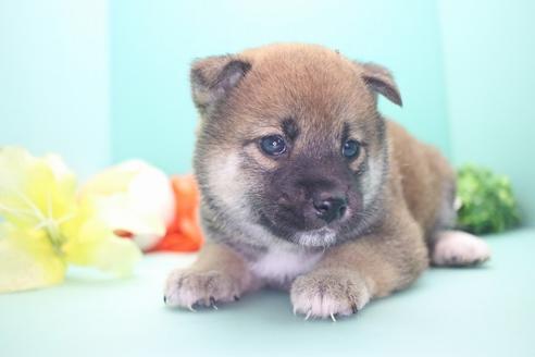 成約済の愛知県の柴犬-73062の2枚目