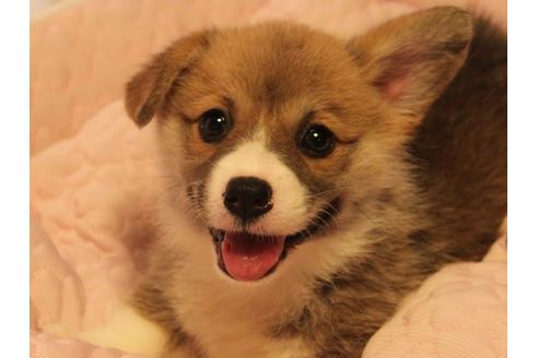 岡山県のウェルシュコーギーペンブローク 女の子 19 05 05生まれ レッド ホワイト 子犬id ブリーダーナビ 岡山県のウェルシュコーギーペンブローク 女の子 19 05 05生まれ レッド ホワイト 子犬id ブリーダーナビ