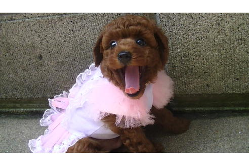 成約済の福岡県のタイニープードル-70915の9枚目