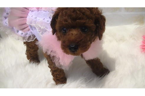 成約済の福岡県のタイニープードル-70915の8枚目