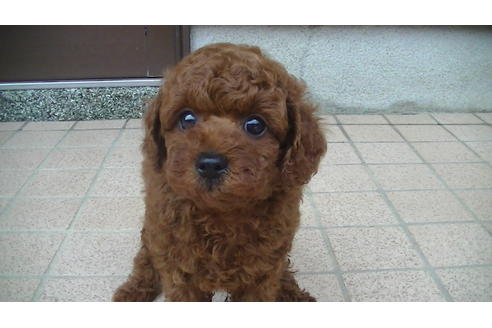 成約済の福岡県のタイニープードル-70915の7枚目