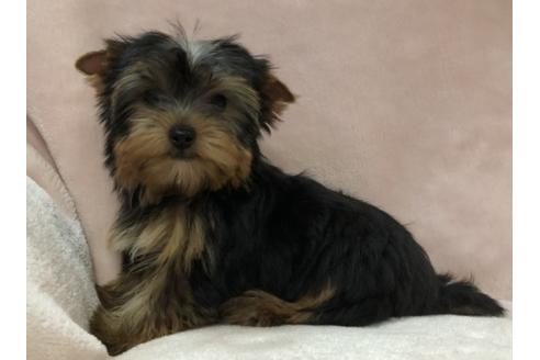 青森県のヨークシャーテリア 男の子 19 02 13生まれ スティールブルー タン 子犬id ブリーダーナビ 青森県のヨークシャーテリア 男の子 19 02 13生まれ スティールブルー タン 子犬id ブリーダーナビ