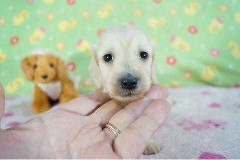 成約済の兵庫県のミニチュアダックスフンド(ロングヘアード)-73845の2枚目