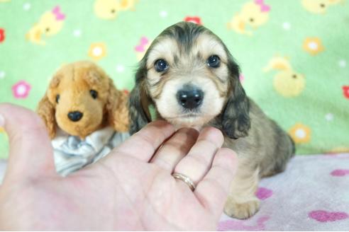 成約済の兵庫県のミニチュアダックスフンド(ロングヘアード)-73861の5枚目