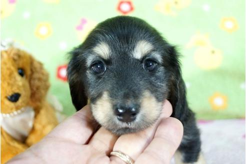 成約済の兵庫県のミニチュアダックスフンド(ロングヘアード)-73863の5枚目