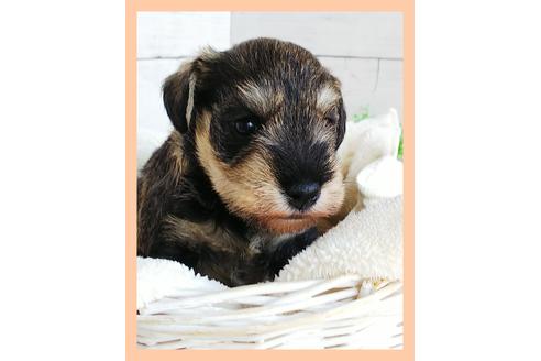 成約済の香川県のミニチュアシュナウザー-73296