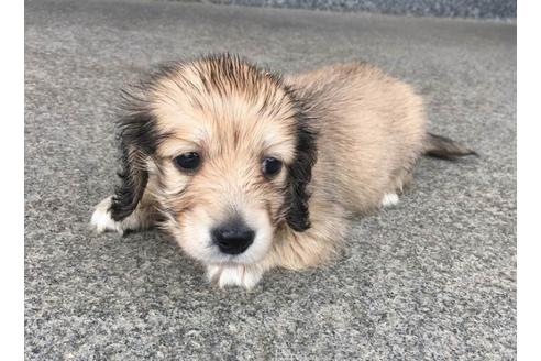 成約済の兵庫県のカニンヘンダックスフンド(ロングヘアード)-72454の11枚目