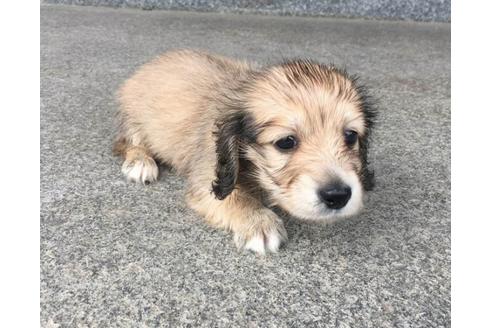 成約済の兵庫県のカニンヘンダックスフンド(ロングヘアード)-72454の10枚目