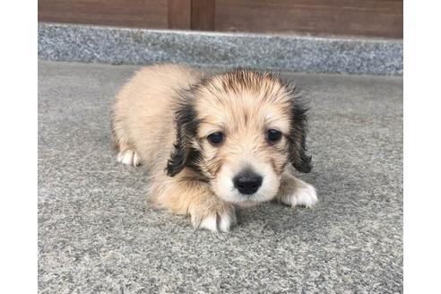 成約済の兵庫県のカニンヘンダックスフンド(ロングヘアード)-72454の9枚目