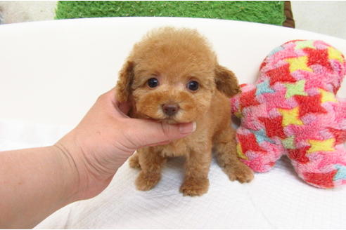 大阪府のトイプードル 女の子 2019 04 29生まれ カフェオレ ティーカップサイズ予想 子犬id 73884 ブリーダーナビ