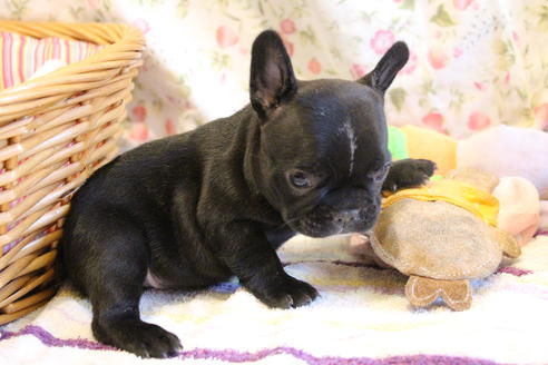 成約済の愛知県のフレンチブルドッグ-72084の10枚目