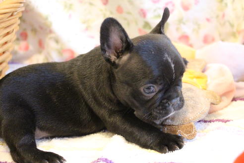 成約済の愛知県のフレンチブルドッグ-72084の9枚目