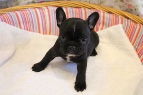 成約済の愛知県のフレンチブルドッグ-72084の8枚目