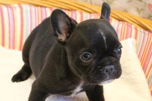 成約済の愛知県のフレンチブルドッグ-72084の7枚目