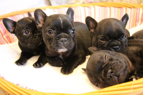 成約済の愛知県のフレンチブルドッグ-72084の6枚目